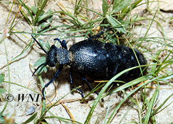 Blister Beetles (Meloidae)